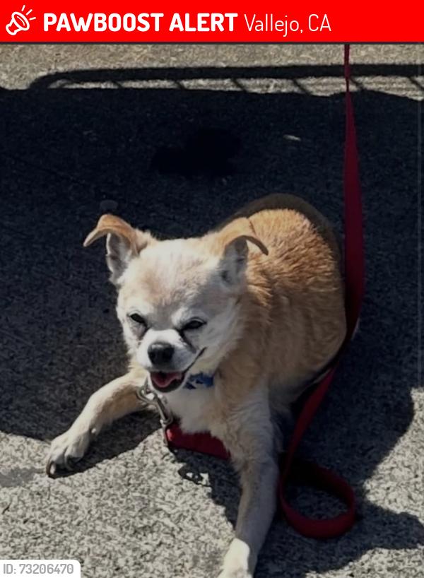 Lost Male Dog last seen Basalt Dr, Vallejo, CA 94589