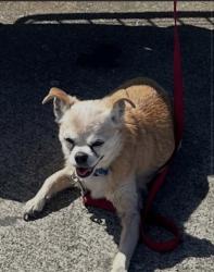 Lost Male Dog last seen Basalt Dr, Vallejo, CA 94589
