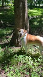 Reunited Male Dog last seen Trailway Dr, Rockville, MD 20853