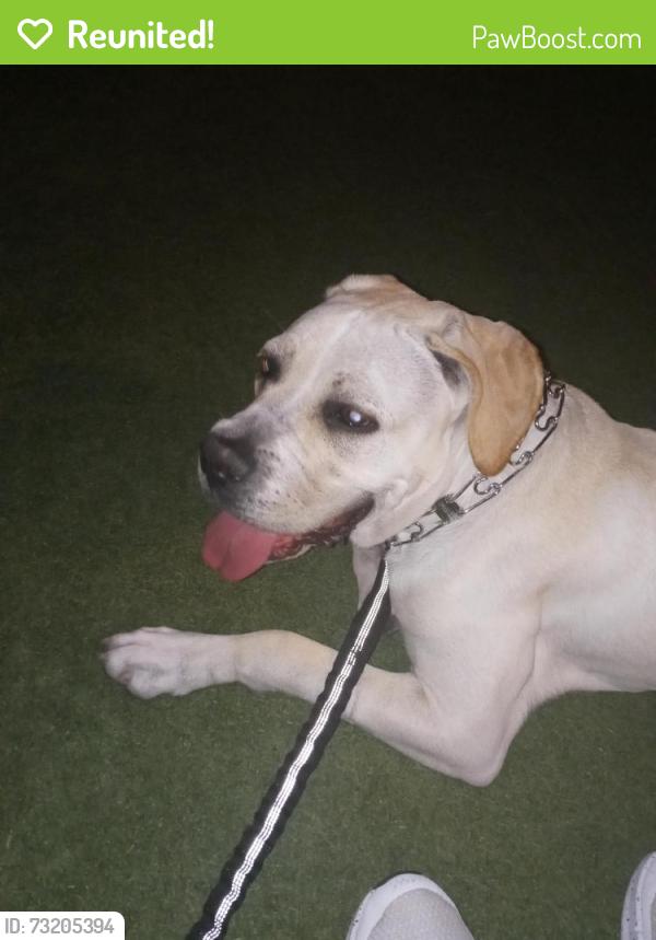 Reunited Female Dog last seen Euclid & Woodbury, Garden Grove, CA 92843