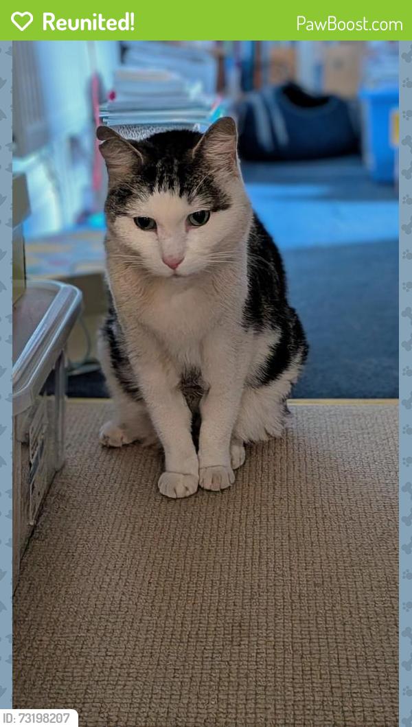 Reunited Male Cat last seen Sileby park, Sileby, England 