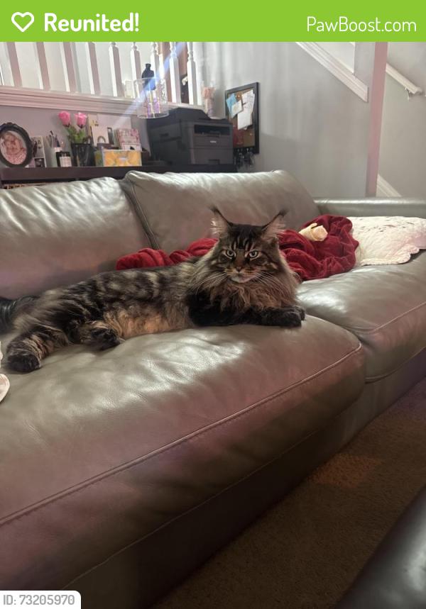 Reunited Male Cat last seen Sweetbriar Rd, Troutdale, OR 97060