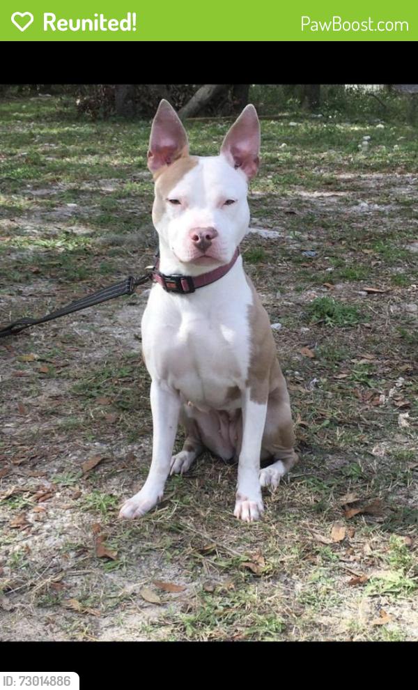 Reunited Female Dog last seen North 50th St tampa, Tampa, FL 33610
