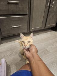 Found/Stray Male Cat last seen Heights at Crowley apmts, Fort Worth, TX 76134