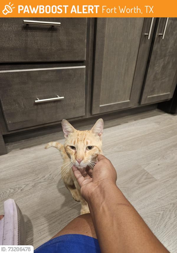 Found/Stray Male Cat last seen Heights at Crowley apmts, Fort Worth, TX 76134
