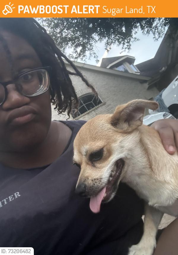 Found/Stray Female Dog last seen Indigo River Ln, Sugar Land, TX 77479