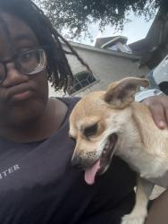 Found/Stray Female Dog last seen Indigo River Ln, Sugar Land, TX 77479