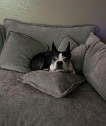 Lost Male Dog last seen lincoln dr/ riverside dr, Lake Elsinore, CA 92530