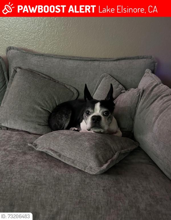 Lost Male Dog last seen lincoln dr/ riverside dr, Lake Elsinore, CA 92530