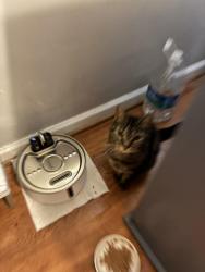 Found/Stray Male Cat last seen Randolph st, Rochester, NY 14609