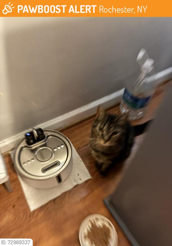 Found/Stray Male Cat last seen Randolph st, Rochester, NY 14609