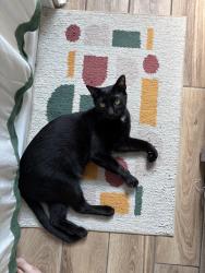 Reunited Male Cat last seen Rossmore & Pioneer, Pittsburgh, PA 15226