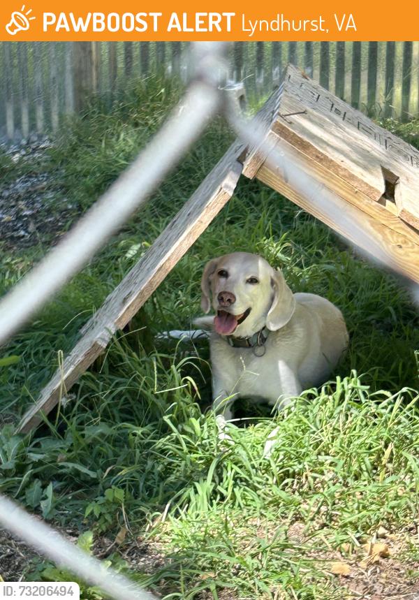Found/Stray Female Dog last seen My tory, Lyndhurst, VA 22980