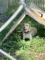 Found/Stray Female Dog last seen My tory, Lyndhurst, VA 22980