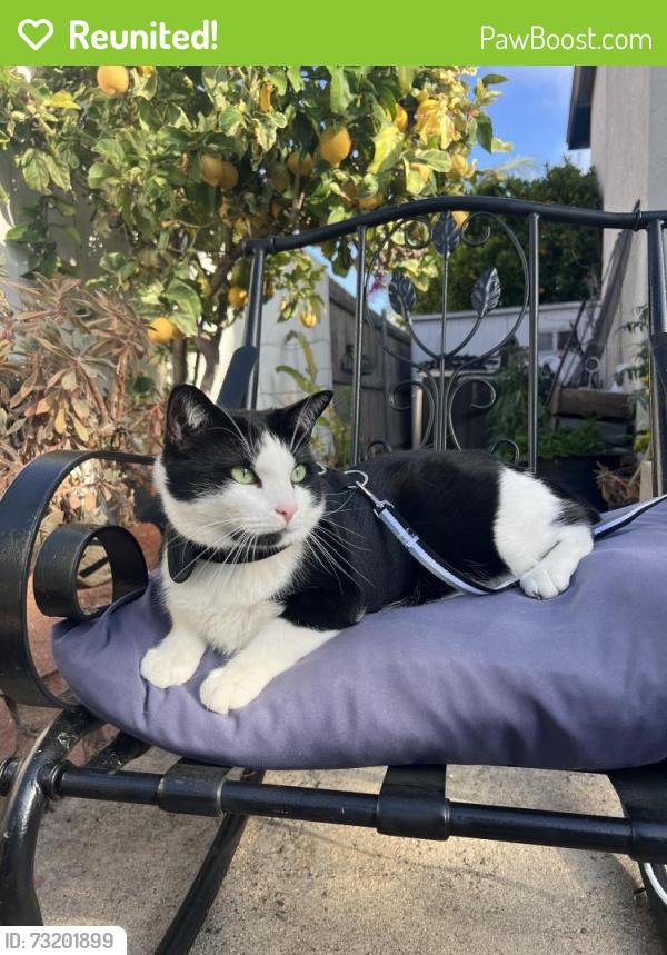 Reunited Male Cat last seen Brandeis drive , Stanford drive, and Cornell drive, Oceanside, CA 92056