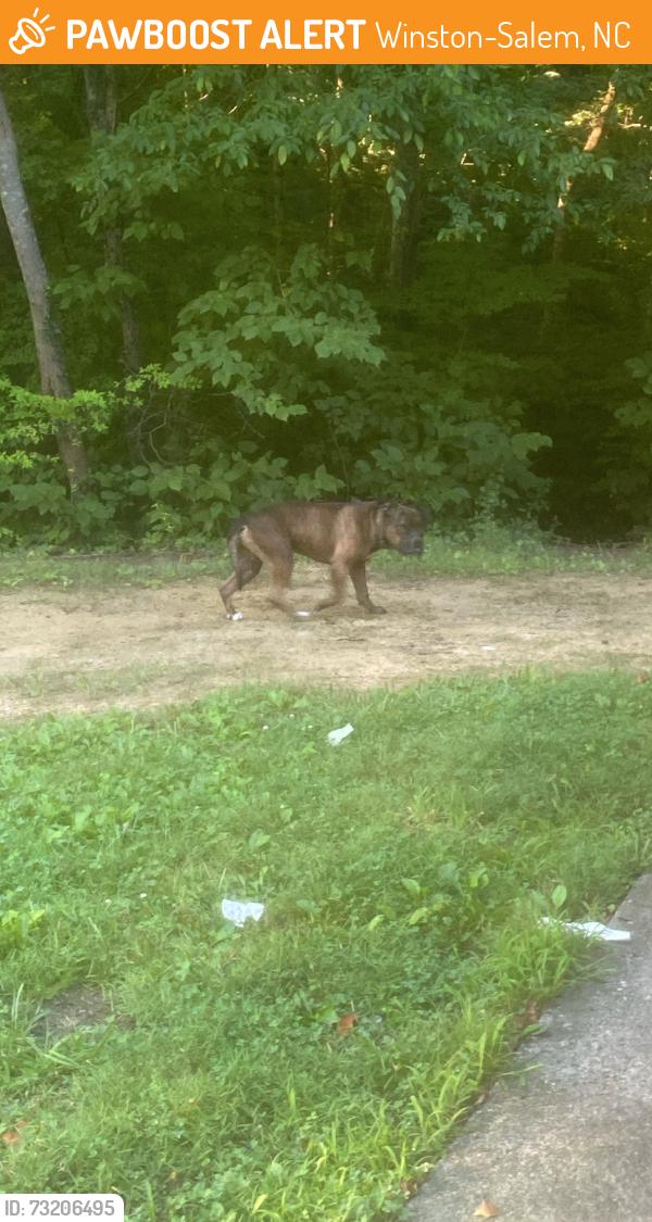 Found/Stray Male Dog last seen Winston Lake - Second park down from Old Greensboro Rd, Winston-Salem, NC 27108