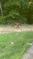 Found/Stray Male Dog last seen Winston Lake - Second park down from Old Greensboro Rd, Winston-Salem, NC 27108
