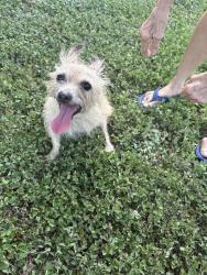 Found/Stray Male Dog last seen tavern Oaks, San Antonio, TX 78247