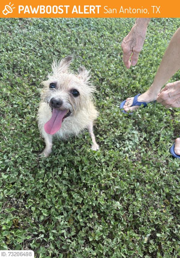 Found/Stray Male Dog last seen tavern Oaks, San Antonio, TX 78247