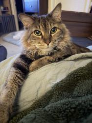 Reunited Male Cat last seen Near Grande Dr, Pensacola, FL 32504, USA, Pensacola, FL 32504