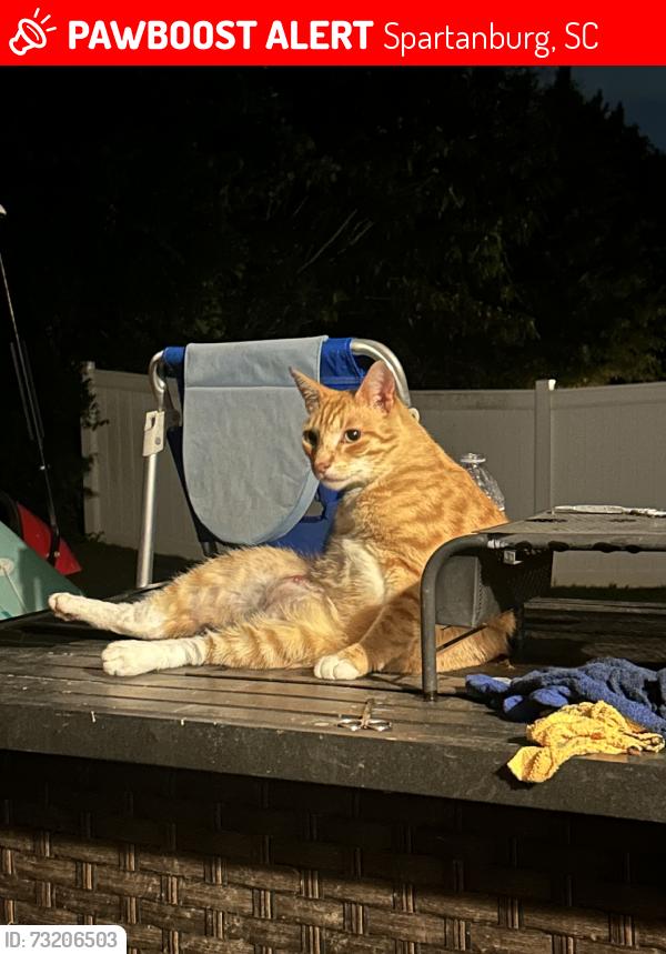 Lost Male Cat last seen At our hse, Spartanburg, SC 29306