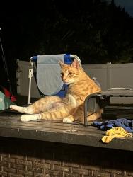 Lost Male Cat last seen At our hse, Spartanburg, SC 29306