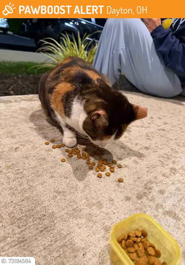 Found/Stray Unknown Cat last seen Near, Dayton, OH 45458