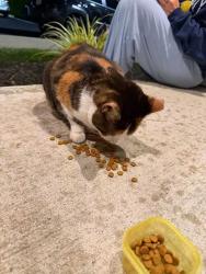 Found/Stray Unknown Cat last seen Near, Dayton, OH 45458