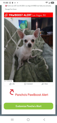 Lost Male Dog last seen Gowan & Torrey pines, Las Vegas, NV 89130