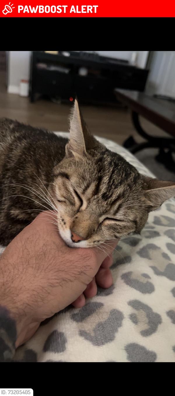 Lost Female Cat last seen Dogwood run dogwood trail run, Silver Springs Shores, FL 34472