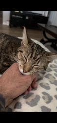 Lost Female Cat last seen Dogwood run dogwood trail run, Silver Springs Shores, FL 34472