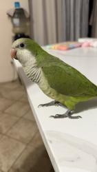 Lost Male Bird last seen Near Autumn springs ln, Spring, TX 77373