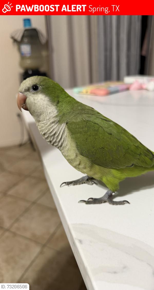 Lost Male Bird last seen Near Autumn springs ln, Spring, TX 77373