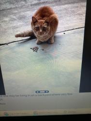 Reunited Unknown Cat last seen Jade Street - Tradewinds Mobile Park, Capitola, CA 95010