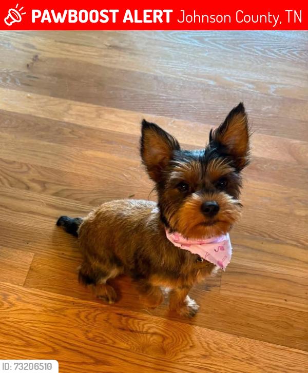 Lost Male Dog last seen Back yard, Johnson County, TN 37683