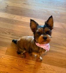 Lost Male Dog last seen Back yard, Johnson County, TN 37683