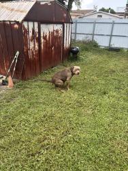 Lost Male Dog last seen Walmart, Miami Gardens, FL 33055