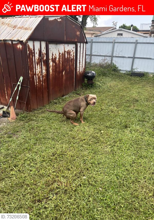 Lost Male Dog last seen Walmart, Miami Gardens, FL 33055