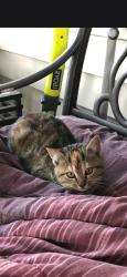 Lost Female Cat last seen Tuxford and Prosperity Lake, Jacksonville, FL 32244