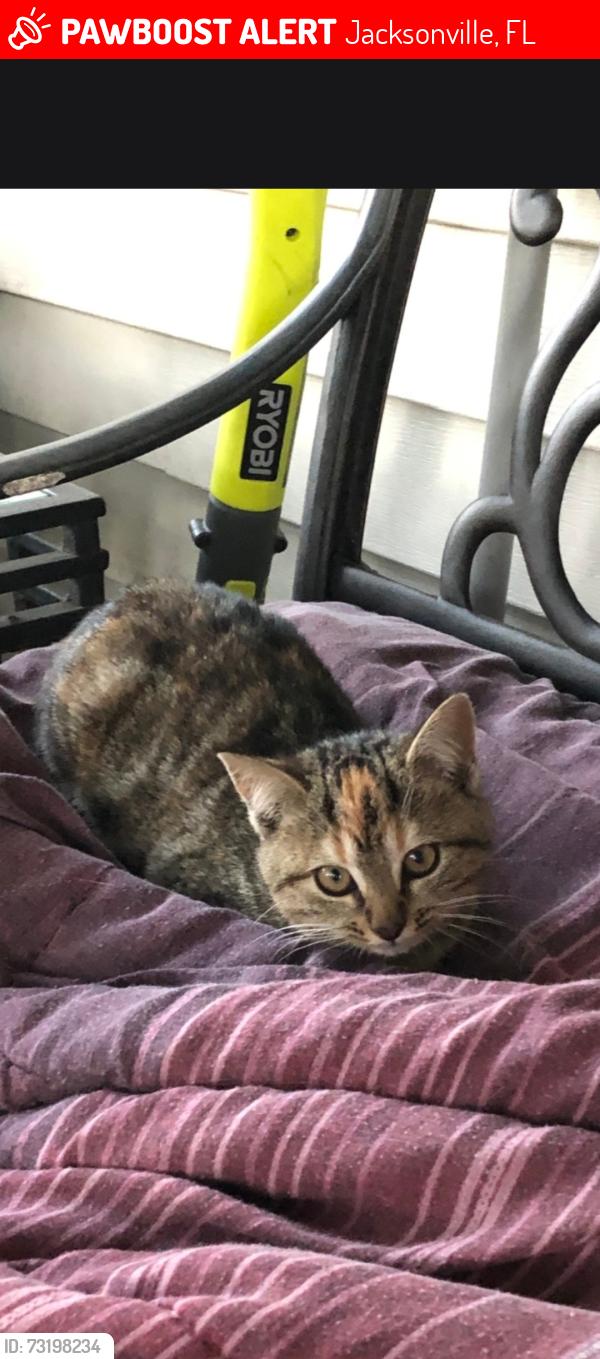 Lost Female Cat last seen Tuxford and Prosperity Lake, Jacksonville, FL 32244