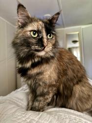 Reunited Female Cat last seen The corner of Sherfey Rd and Gray Station Sulphur Springs Rd, Jonesborough, TN 37659