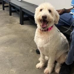 Shelter Stray Female Dog last seen , 3607 N Armenia Ave, Tampa, FL 33607, USA