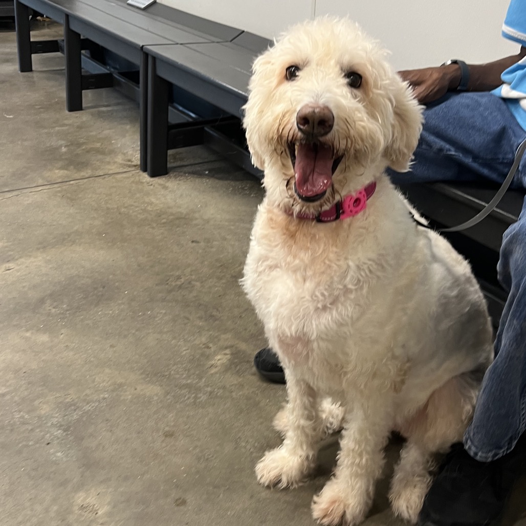Shelter Stray Female Dog last seen , 3607 N Armenia Ave, Tampa, FL 33607, USA