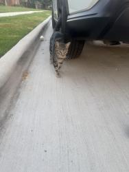 Found/Stray Male Cat last seen Autumn Breeze Ln & Garden Ridge Rd, Lewisville, TX 75077