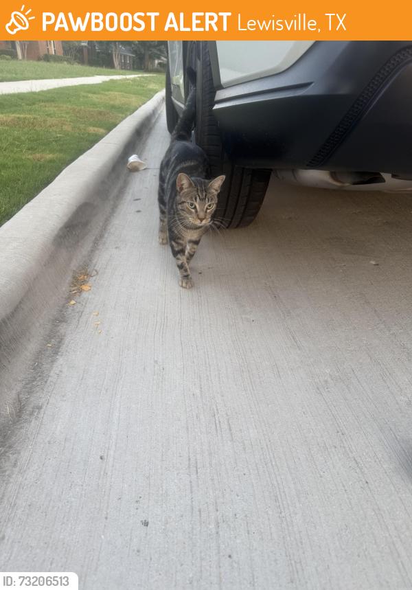 Found/Stray Male Cat last seen Autumn Breeze Ln & Garden Ridge Rd, Lewisville, TX 75077