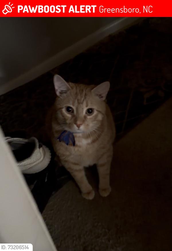 Lost Male Cat last seen Near old oak ridge rd apartments, or New garden landscaping, Greensboro, NC 27410