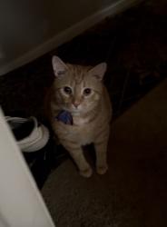 Lost Male Cat last seen Near old oak ridge rd apartments, or New garden landscaping, Greensboro, NC 27410