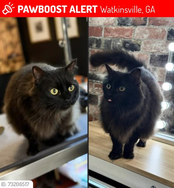 Lost Female Cat last seen Victoria crossing, Watkinsville, GA 30677