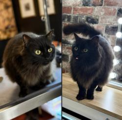 Lost Female Cat last seen Victoria crossing, Watkinsville, GA 30677