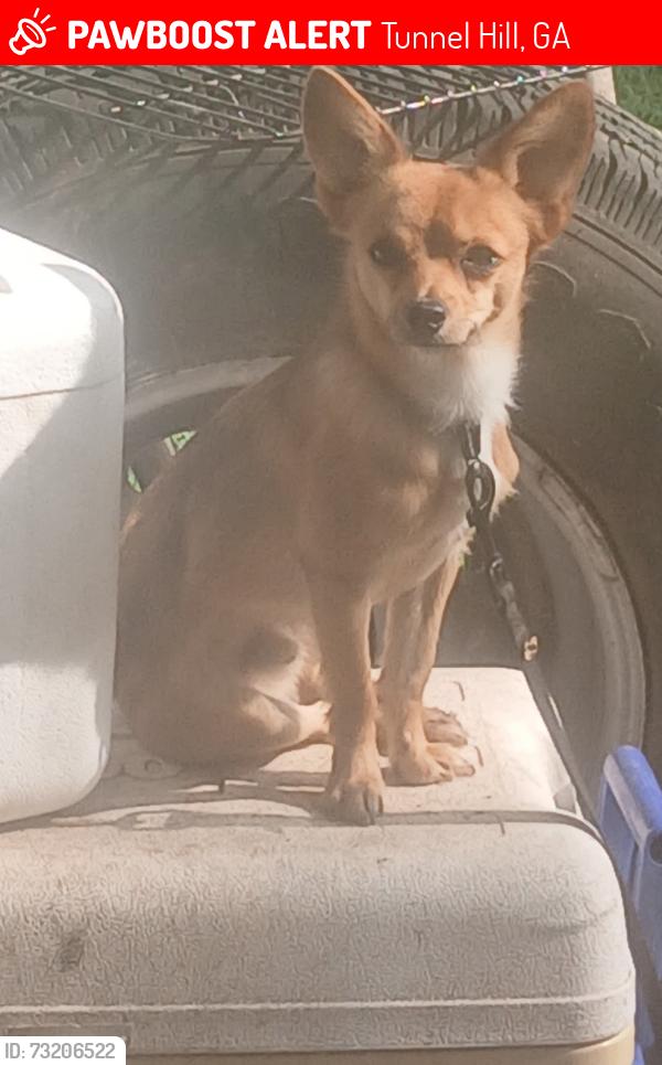 Lost Male Dog last seen Nellie head, Tunnel Hill, GA 30755